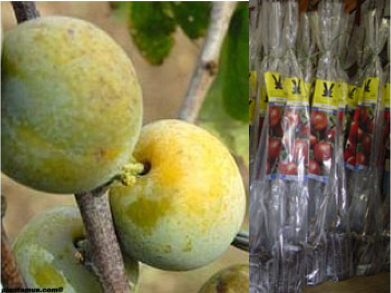 Nombres  Castellano: Ciruelo - Ciruelo Claudia Verde - Ciruelo Reina Claudia Verde - Claudia - Pruna -  Catalán: Pruner - Prunera - Pruner Claudia Verda - Pruner Reina Claudia Verda - Pruna - Prunera de Sant Julià - Mirabolà - Mariana - Dames -   Gallego: Ameixa - Ameixa Raña Claudia Verde - Amexia Claudia Verde -  Euskera: Aranondo - Aran - Aranondo Erregina Klaudia Berdea - Klaudia -  Latín o científico: Prunus domestica